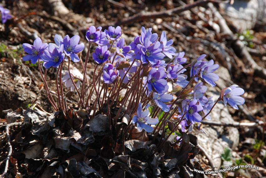 099 Anemone epatica.JPG